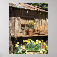 Daffodil Hill Barn Posters