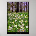 Daffodil Hill posters