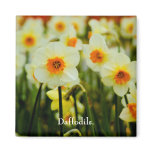 Daffodil Magnet