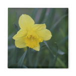 Daffodil magnets