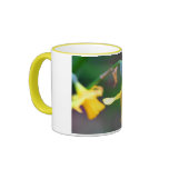 Daffodil mugs