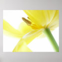 Daffodil / Narcissus posters
