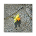Daffodil Photograph Magnet