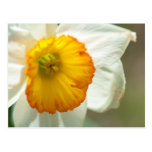 Daffodil Post Cards