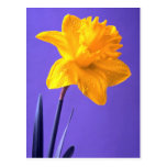 Daffodil Post Cards