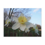 daffodil postcard