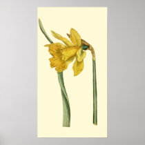 Daffodil Print