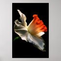 Daffodil posters