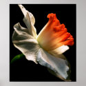 Daffodil posters