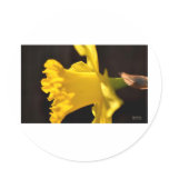 Daffodil Profile Round Stickers