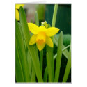 Daffodil Smile cards