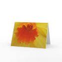 daffodill flower cards
