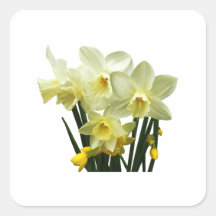 Daffodils and Buds Sticker