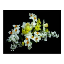 Daffodils and Lilacs Post Cards
