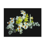 Daffodils and Lilacs postcards