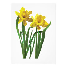 Daffodils At Attention Invitations