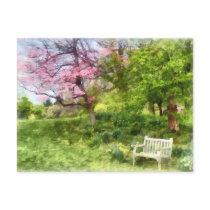 Daffodils by Bench Post Cards
