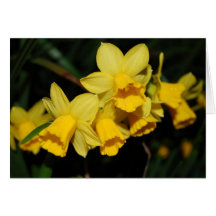 daffodils card