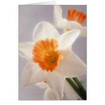 Daffodils Cards