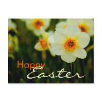 Daffodils  • Easter Postcard