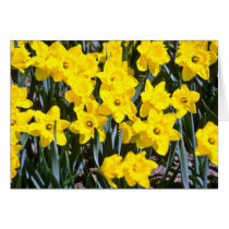 Daffodils  flowers cards