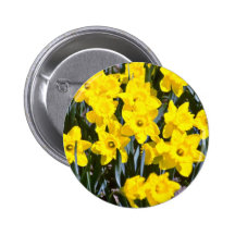 Daffodils  flowers pinback button