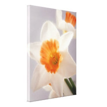 Daffodils Gallery Wrapped Canvas