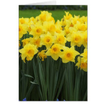 Daffodils Greeting Card