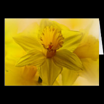 Daffodils cards