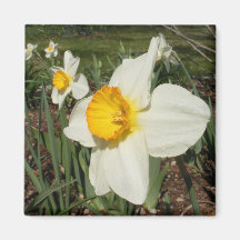 Daffodils in a row ~ magnet