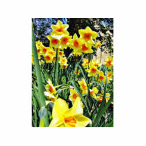 Daffodils In Blossom Photo Cut Out