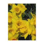 daffodils in spring time 2 post cards