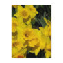 daffodils in spring time 2 post cards