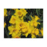 daffodils in spring time 2 postcards