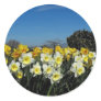 daffodils in spring time round stickers