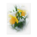 DAFFODILS IN THE SNOW 2 postcards