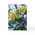 DAFFODILS IN THE SNOW cards