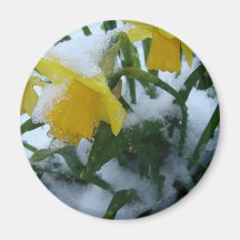 DAFFODILS IN THE SNOW FRIDGE MAGNETS