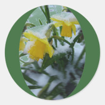 DAFFODILS IN THE SNOW STICKER