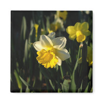 Daffodils Refrigerator Magnets