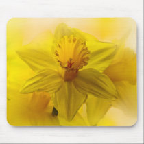 Daffodils mousepads