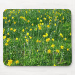 Daffodils/Narcissus mousepads