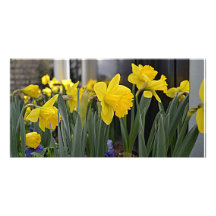 Daffodils Personalized Photo Card