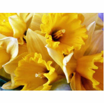 Daffodils Acrylic Cut Outs