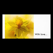 Daffodils photo cards