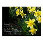 Daffodils Post Cards