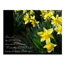 Daffodils Post Cards