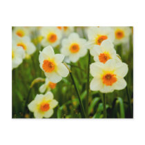 Daffodils Postcard | Postkarte Osterglocken