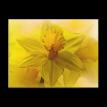 Daffodils postcards