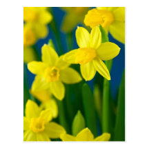 Daffodils Postcards